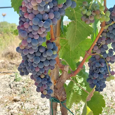 Del Vigneto * SantʼAnna Arresi